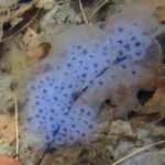 A.-maculatum-Lincoln-April-10-2022-Erin-Talmage-same-egg-mass-for-comparison.jpeg