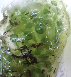 Same Spotted salamander (A. maculatum) egg mass on 10 June 2022, Lincoln, Vermont