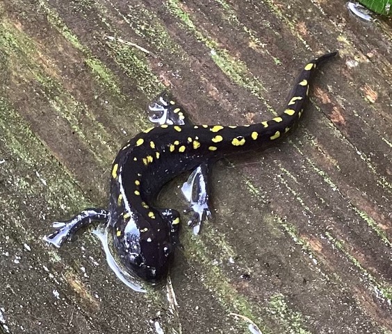 a small black salamander with yellow spots rests on a wet board