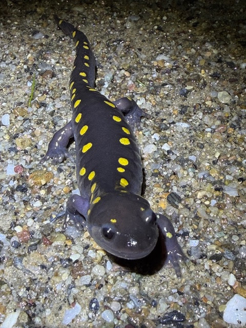 Herp Update: Amphibians on the Move, Reptile Reports