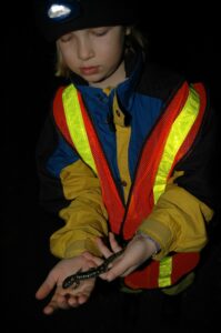 A girl wearing a reflective vest holds a large black salamander with yellow spots.