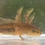 Larval Spotted Salamander (Ambystoma maculatum) showing external gills and a tailfin (Photo by E. Talmage)