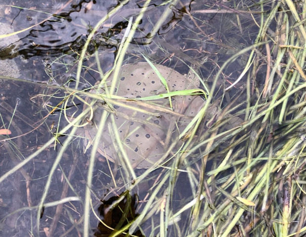 Spiny Softshell turtle. Photographed by Jo Robinson and used with permission.
