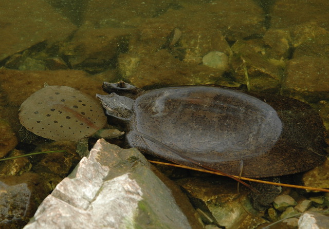 Adult male Spiny Softshell Turtle on the left and the (much larger) adult female Spiny Softshell Turtle on the right, both in shallow water. Photo copyright Ron Haskell and used by permission.