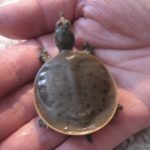 A. spinifera hatchling 2 K. Andrews copy