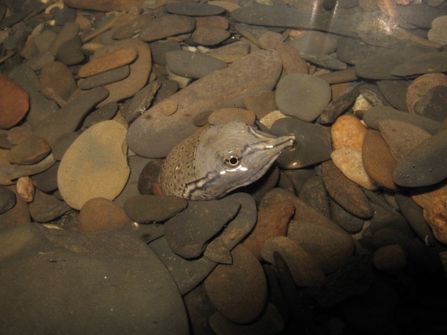 Spiny Softshell turtle in typical hunting/hiding position: its body is buried in the substrate (here, small, flat, slaty rocks) in shallow water and only its head and neck sticking out. Photo copyright Kiley Briggs and used with permission.