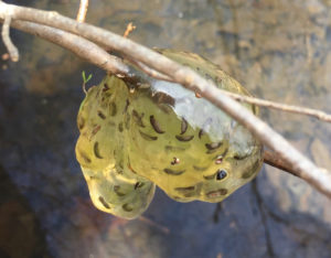 A. maculatum egg mass with 34 grown embryos. Copyright Jeff Salisbury and used by permission.