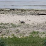 A.spinifera-egg-laying-beach-St.-Albans-June-19-2016-Kristen-Bachand.jpeg