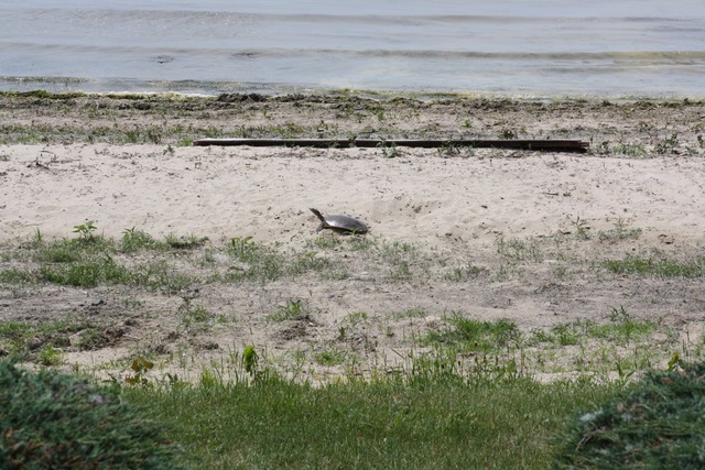 Spiny Softshell turtle on the sandy portion of a lakeside beach, with water in background, sandy surface in midground, short green grass-like plants in foreground. Photo copyright Kristen Bachand and used with permission.