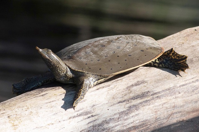 Spiny Shoftshell turtle basking on a barkless log, in the sun. Photo copyright Josh Lincoln and used with permisson.