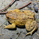 American-Toad-J-Jose-2024