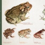 Amphibians of VT Kickstarter