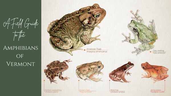 Amphibian Field Guide
