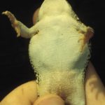 B. fowleri adult venter in hand J. Andrews