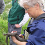 Bobbie Summers, May 20, 2008, holding Common Watersnake