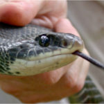 C-constrictor-adult.jpg