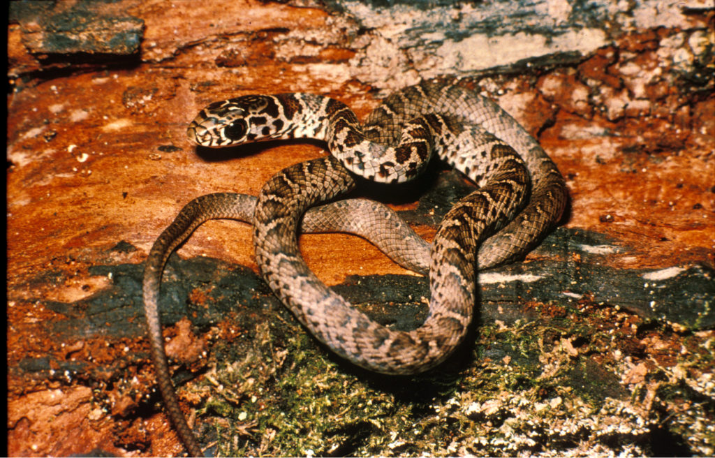 North American Racer (Coluber constrictor) juvenile