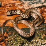 C-constrictor-juvenile.jpg