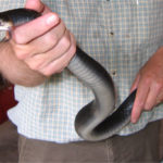 C-constrictor-venter.jpg