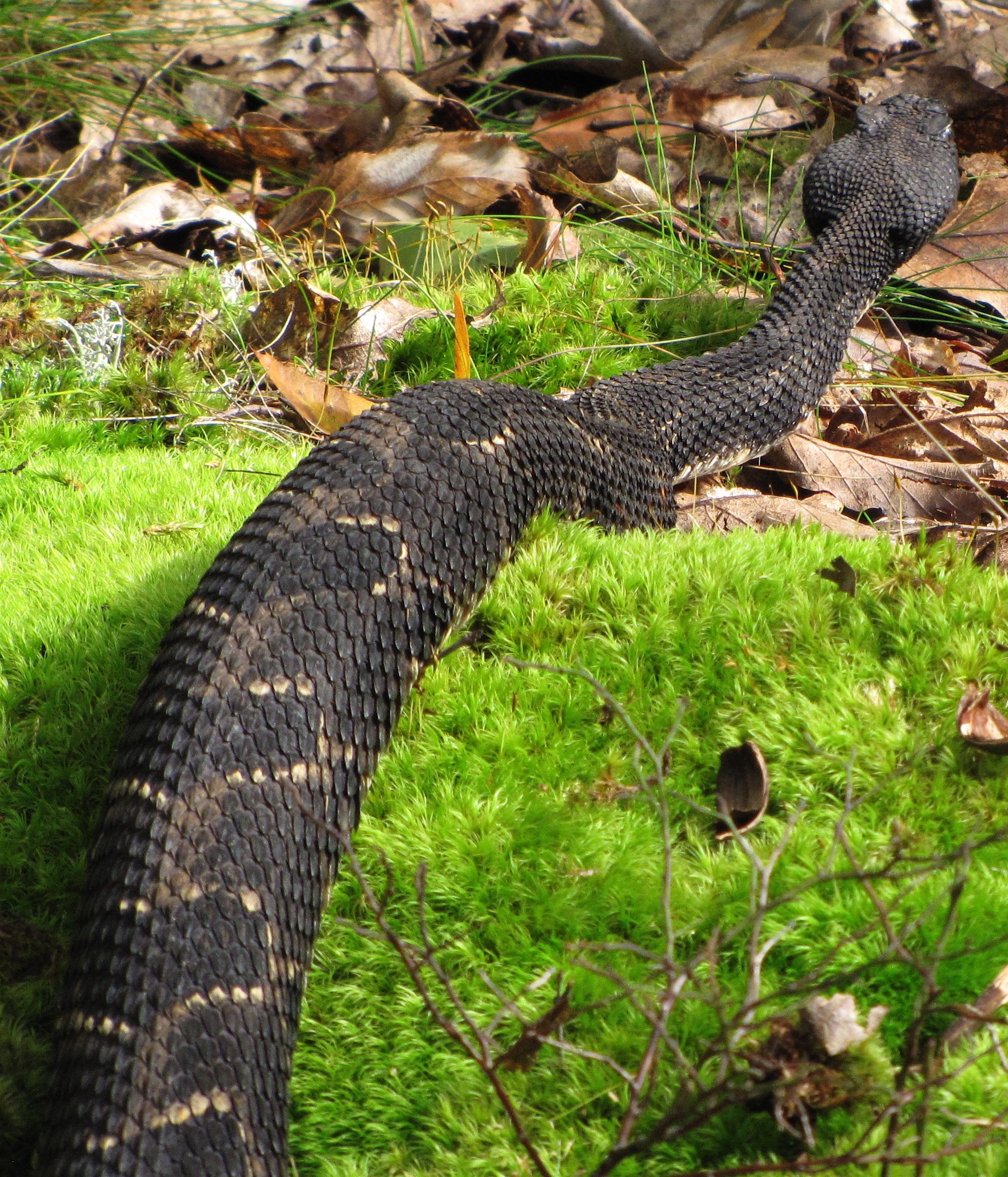 timber rattlesnake head