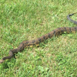 C-horridus Murray McHugh