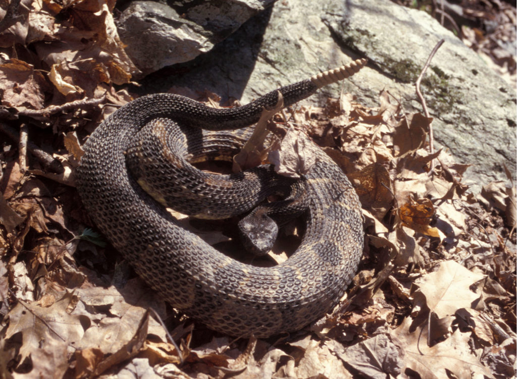 Timber Rattlesnake (Crotalus horridus) black head