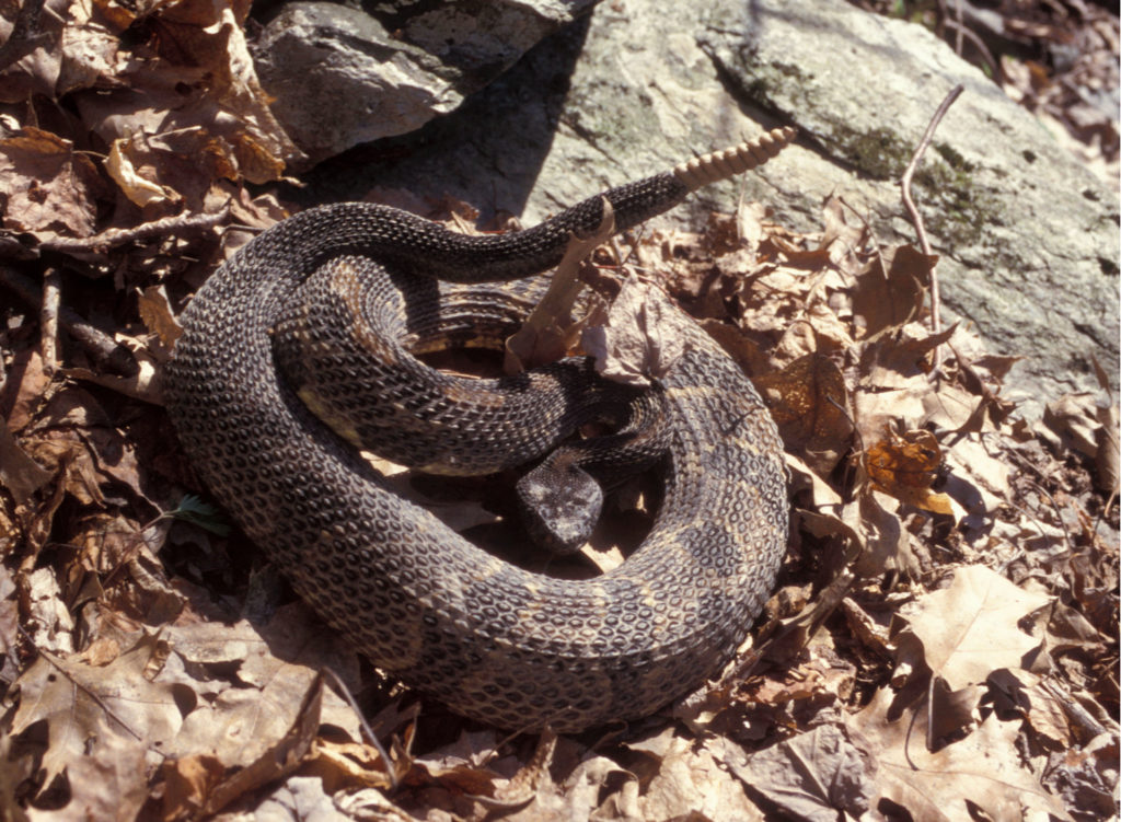 timber rattlesnake head