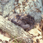 C-horridus-adult-black.jpg