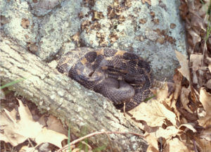 Timber Rattlesnake (Crotalus horridus) black head