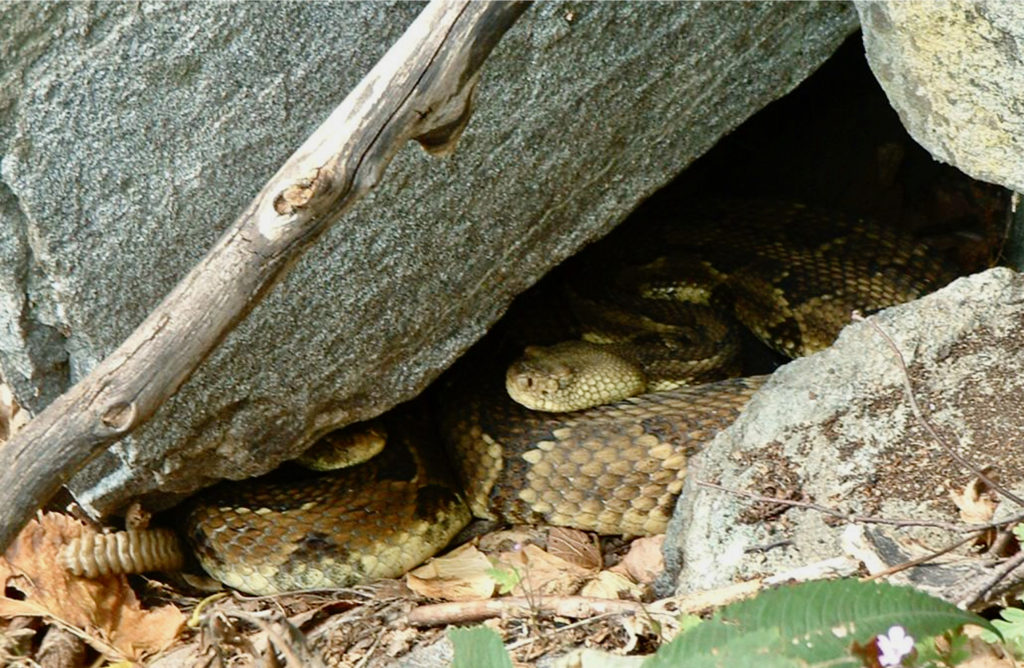 Timber Rattlesnake (Crotalus horridus) yellow head