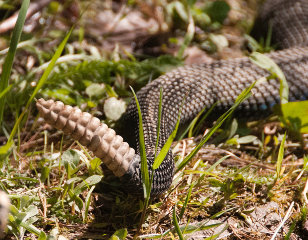 Timber Rattlesnake (Crotalus horridus) rattle. Photo by Kiley Briggs.