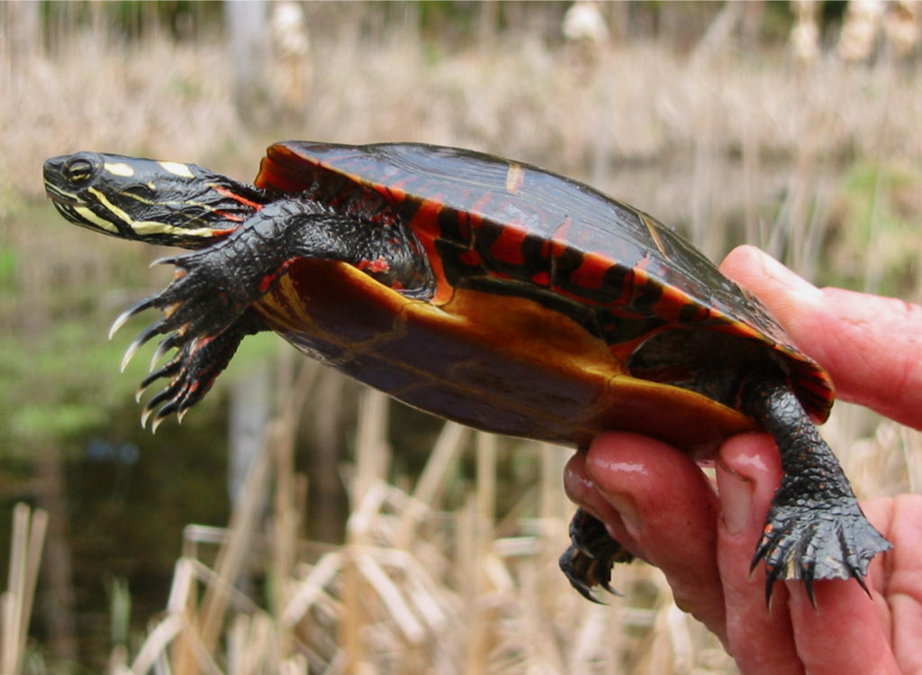 Painted Turtle (Chrysemys picta) male