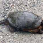 C-serpentina-adult-Robert-Low