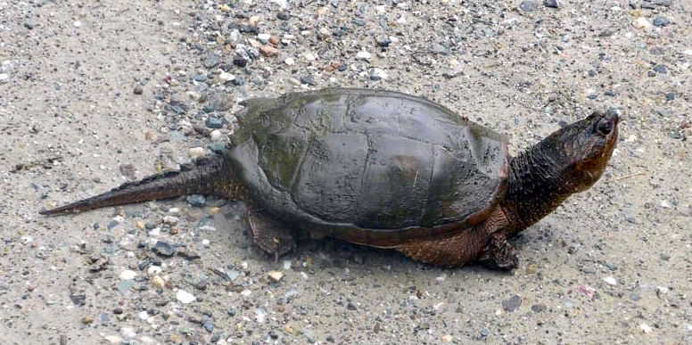 Snapping Turtle (Chelydra serpentina) adult. Photo by R. Low.