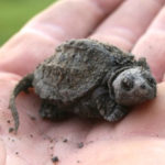 C-serpentina neonate, Charlotte, Sept 2, 2011, P. Demicks