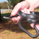 C. constrictor adult in hand C. Slesar ’03 copy