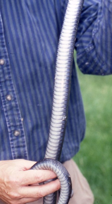 coluber constrictor snakes vermont coluber constrictor snakes vermont
