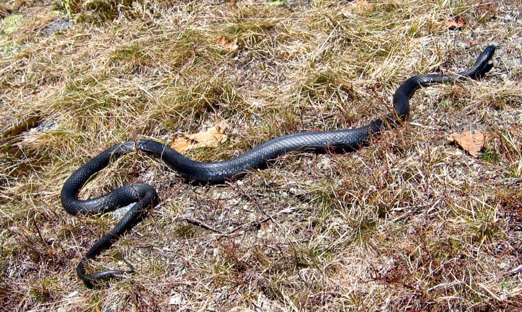 coluber constrictor snakes vermont coluber constrictor snakes vermont