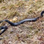 C. constrictor full adult on lawn copy