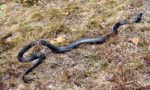 coluber constrictor snakes vermont coluber constrictor snakes vermont