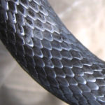 C. constrictor smooth scales close up