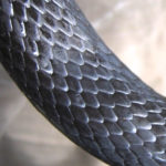 C. constrictor smooth scales close up