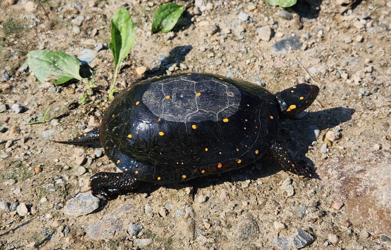 VT Herp Atlas Annual Fundraiser 2026