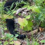 C. horridus, Grand Isle Co