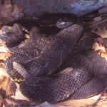 C. horridus black phase, J. Andrews