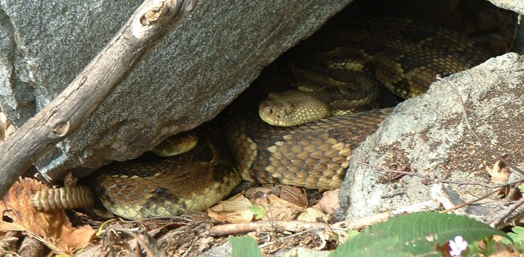 Herp Update: Timber Rattlesnakes, Fundraiser