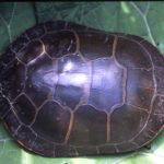 C. picta adult carapace on leaf J. Decher copy