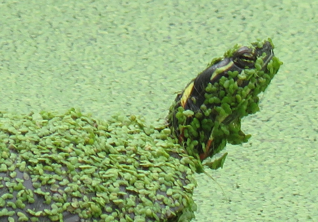 Painted turtle covered in duck weed.