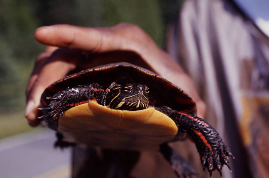 Front view of female Painted Turtle (C. picta) being held in a hand. The dark upper curve of her carapace, her face with its dark skin and yellow striping, both front legs and feet (also dark) and her dark yellow plastron are all visible. Photo by K. Kelly and used with permission.