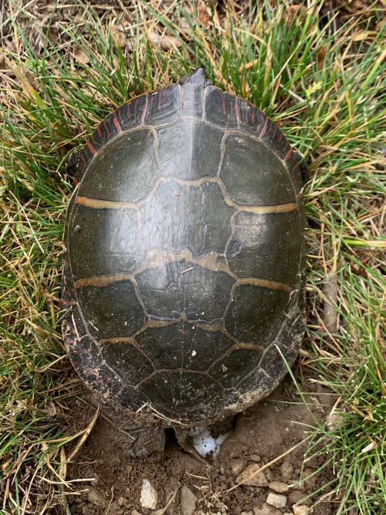 Painted Turtle (Chrysemys picta) laying eggs (Photo by L. Kavanaugh): A dark-shelled turtle viewed fro above. Grass leans away from the turtle and one egg is visible at the bottom of the image as it is being laid.